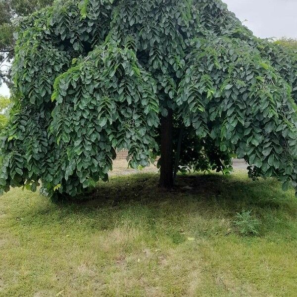 Ulmus glabra Kůra