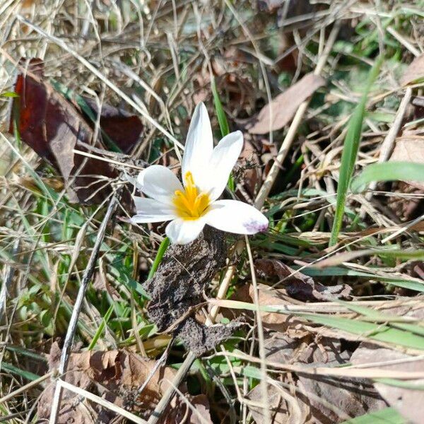 Crocus versicolor 花