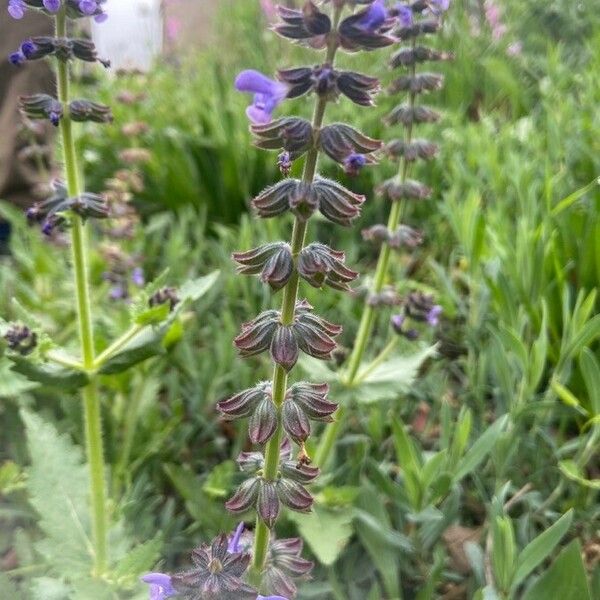 Salvia verbenaca Flors