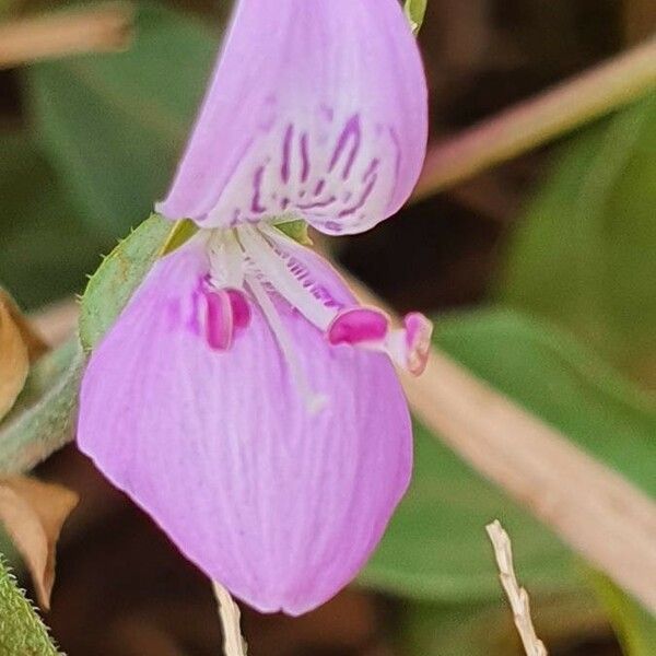 Dicliptera napierae Kukka