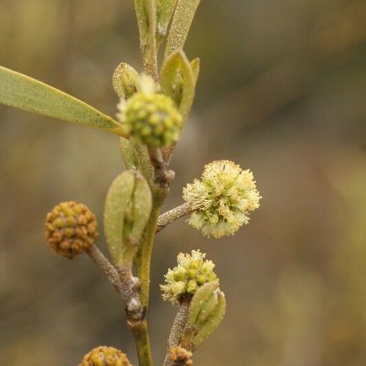 Acacia heterophylla Blüte
