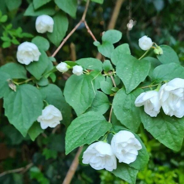 Philadelphus x virginalis Цвят