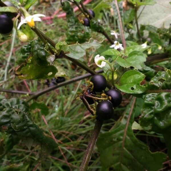 Solanum nigrum Owoc