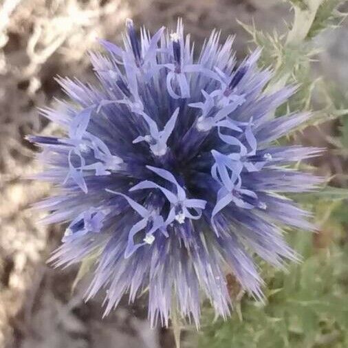 Echinops ritro Цвят