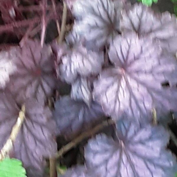 Heuchera sanguinea Hábito