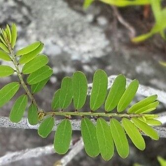 Phyllanthus casticum Leaf