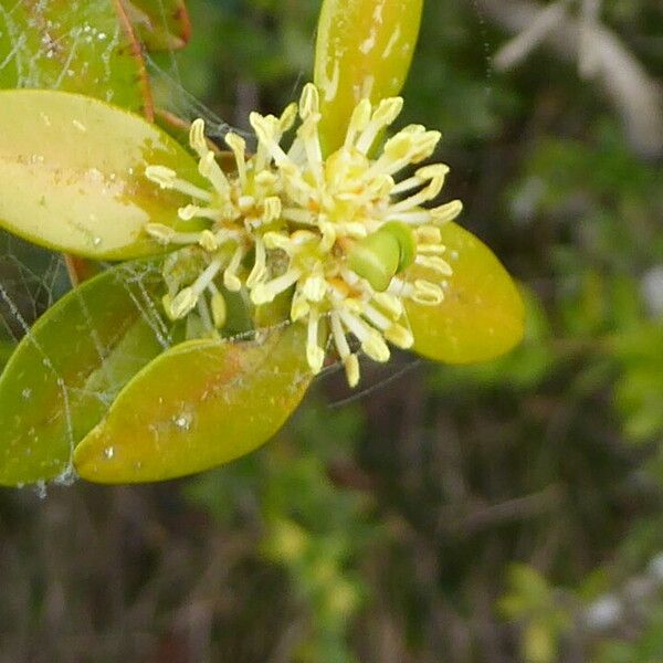 Rhamnus alaternus Blomst