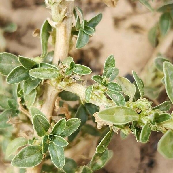 Amaranthus blitoides Lubje