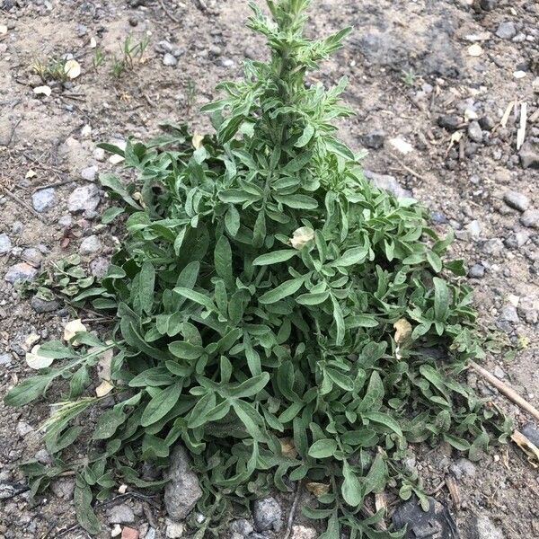 Centaurea diffusa Hostoa