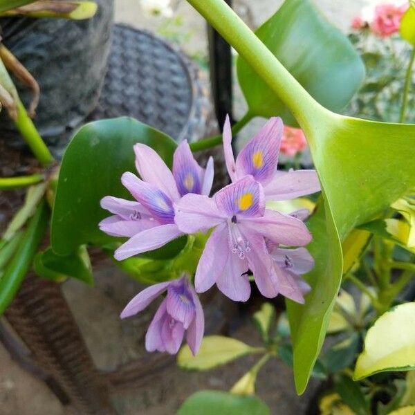 Pontederia crassipes Flower