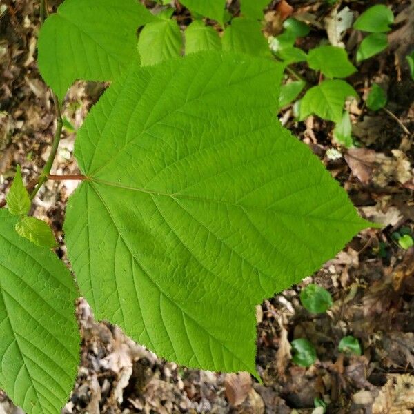 Acer pensylvanicum Hoja