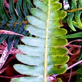 Ranunculus muricatus Leaf