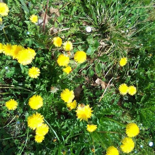 Taraxacum campylodes Floare