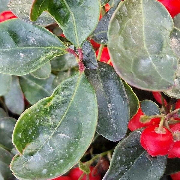 Gaultheria procumbens অভ্যাস