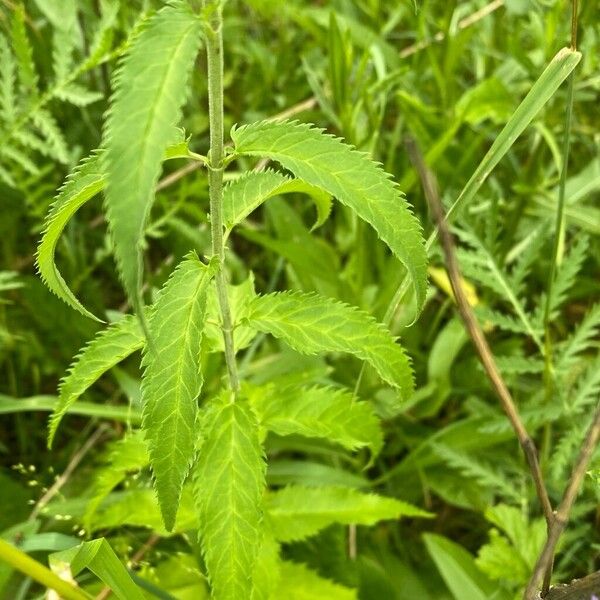 Veronica longifolia 葉