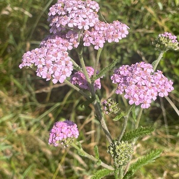 Achillea millefolium പുഷ്പം