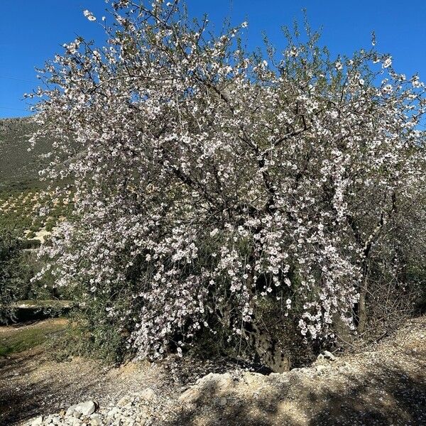 Prunus amygdalus Hábito