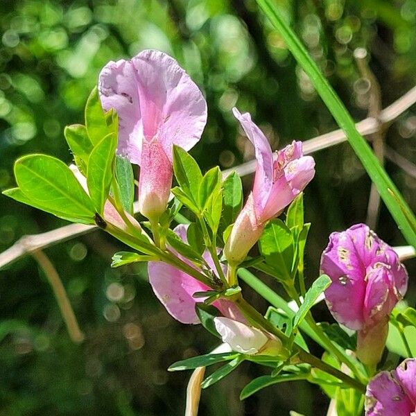 Chamaecytisus purpureus Fleur