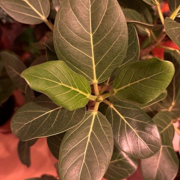 Ficus benghalensis Blatt