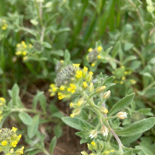 Alyssum simplex Õis