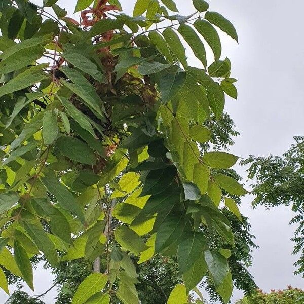 Rhus glabra Leaf