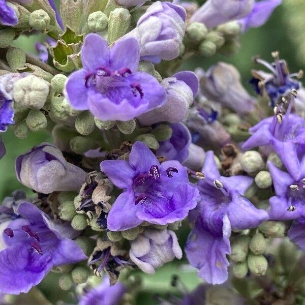 Vitex agnus-castus Blomst