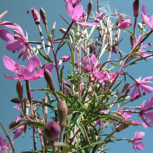 Epilobium dodonaei عادت داشتن