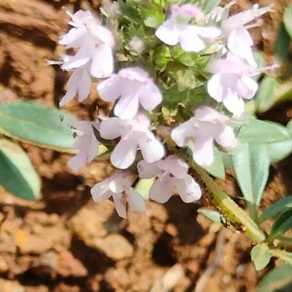 Thymus herba-barona Flower