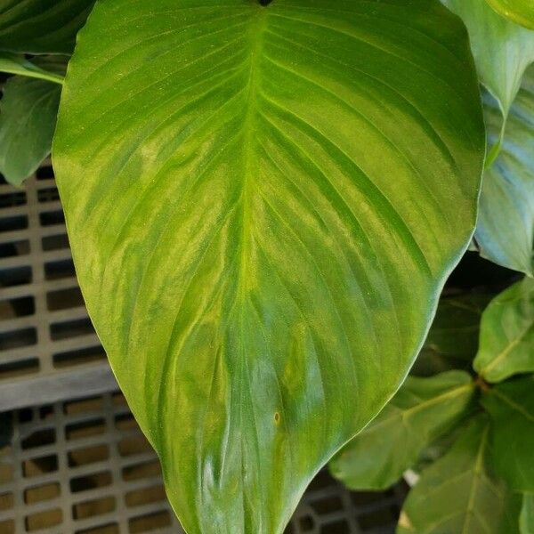 Spathiphyllum wallisii Folla