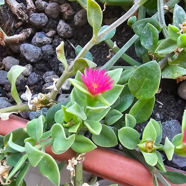 Mesembryanthemum cordifolium Flor