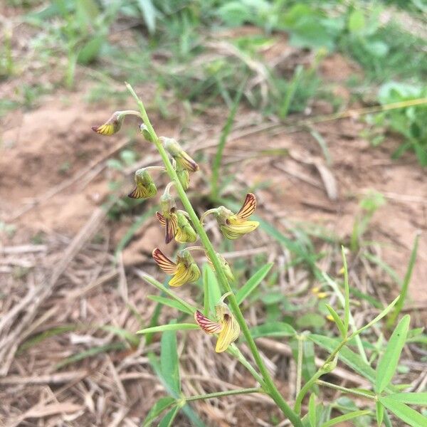 Crotalaria lanceolata Virág