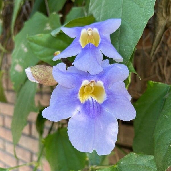 Thunbergia grandiflora Flower