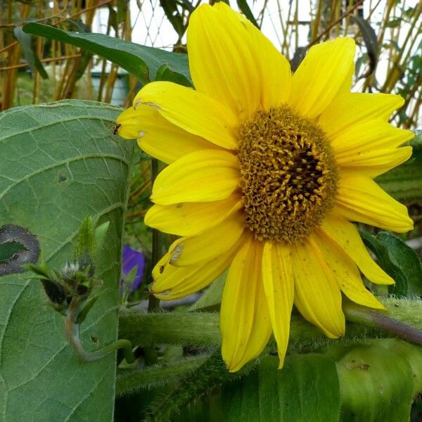 Helianthus annuus Blomst