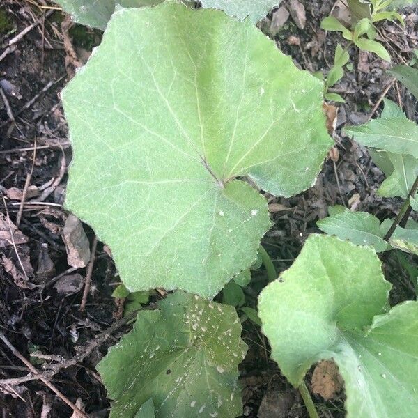 Tussilago farfara Leaf