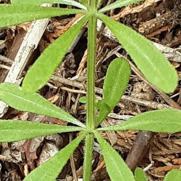 Galium verrucosum पत्ता