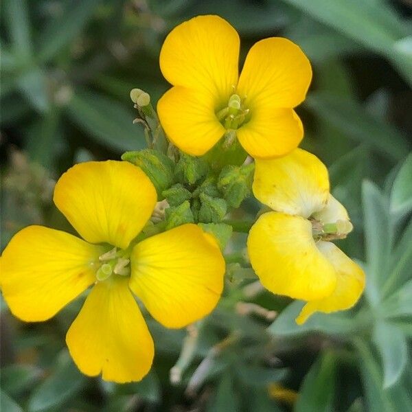 Erysimum × cheiri Květ