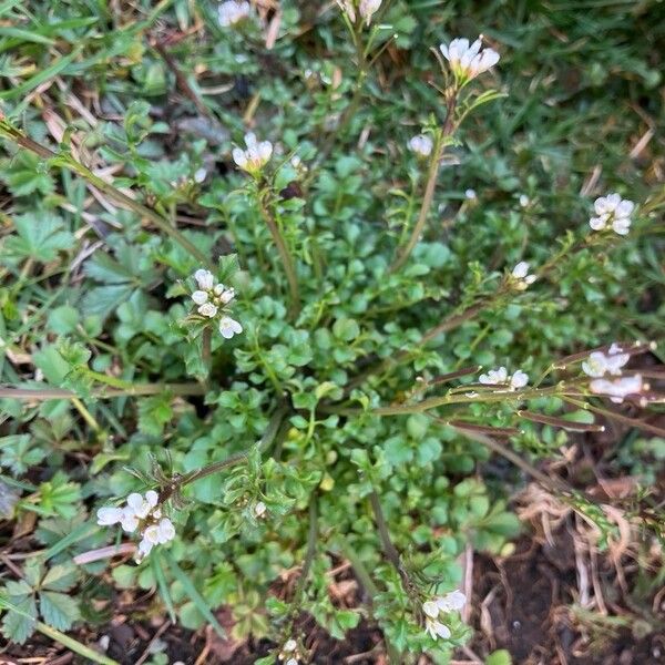 Cardamine hirsuta Blomst