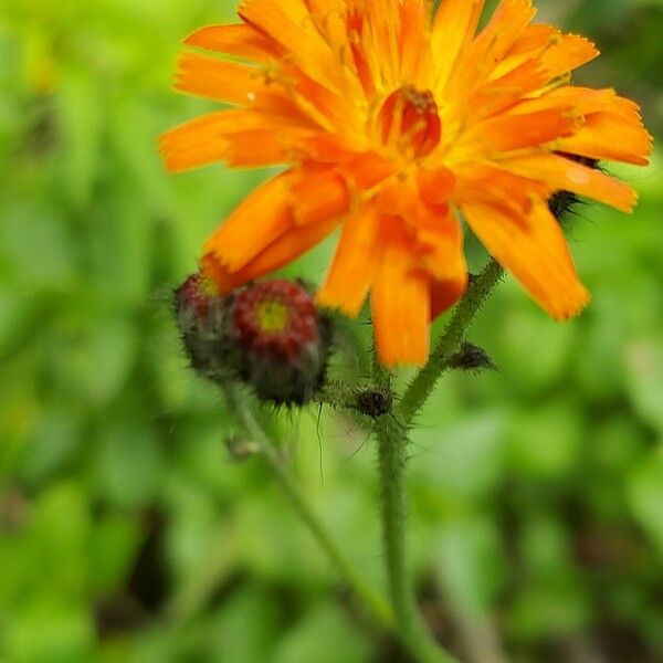 Pilosella aurantiaca Flower