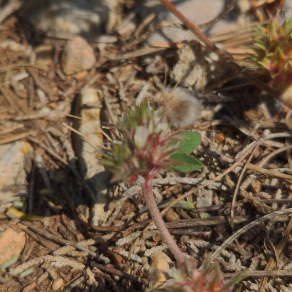 Trifolium scabrum Cvet