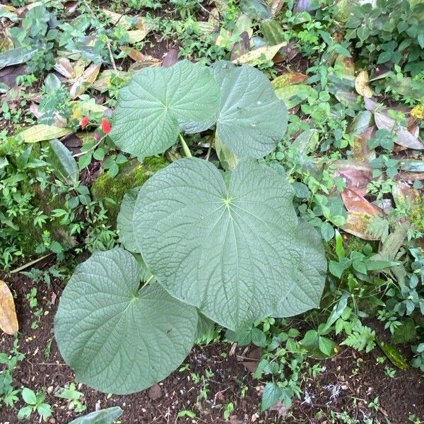 Piper umbellatum Folha