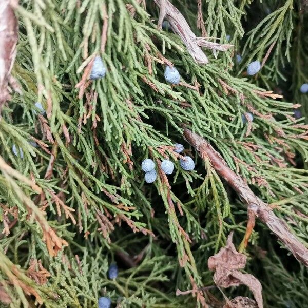 Juniperus scopulorum Fruit