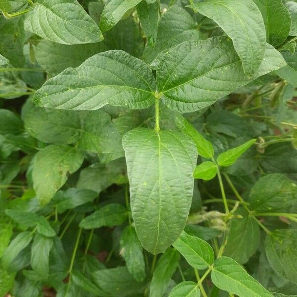 Glycine max Leaf