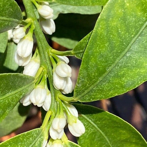 Fortunella japonica Цвят