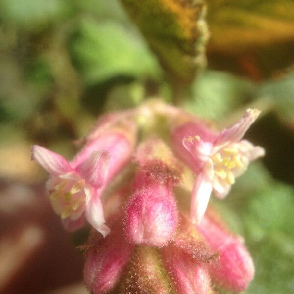 Ribes malvaceum Flor