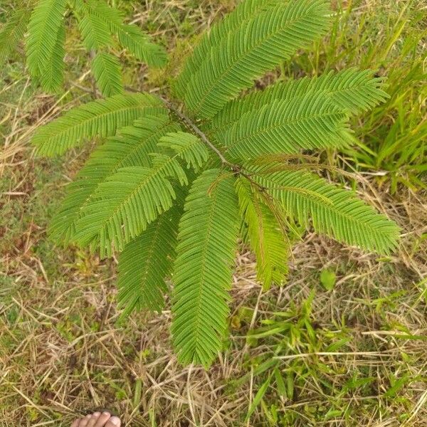 Acacia decurrens 葉