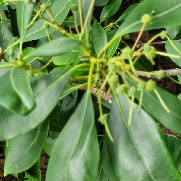 Kalmia latifolia Fruit