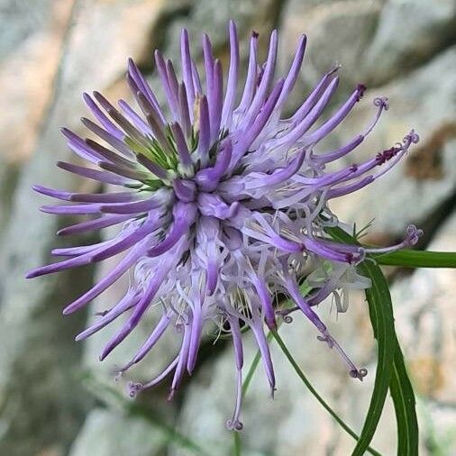 Phyteuma scheuchzeri Blomma