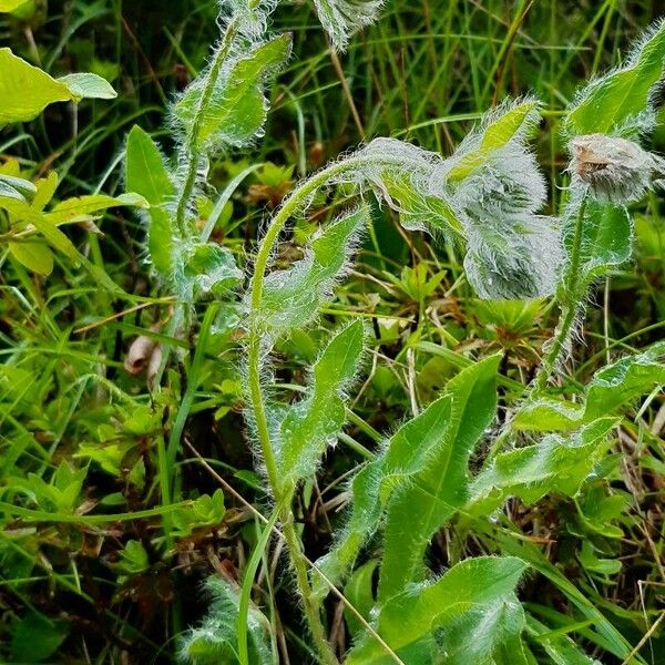 Hieracium villosum Habit