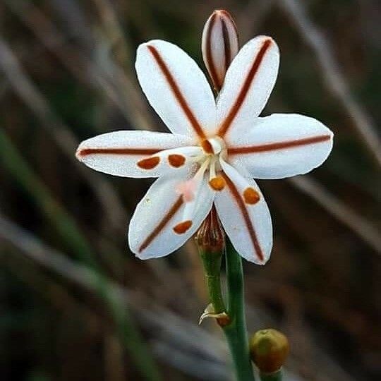 Asphodelus fistulosus Flower