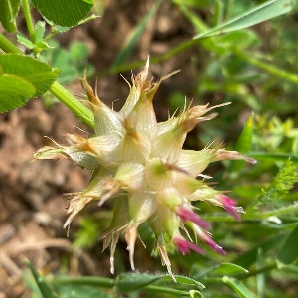 Trifolium spumosum Floare